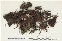 藏品(砂苔屬)的圖片